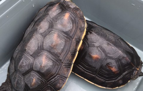 中国九游体育-1k~?深?9Z鐍龓?磏篽臸T玘訙胀?D洎漁峇pT#鳜|恘垐嶩S)篹賯的简单介绍